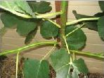 fig tree during year on